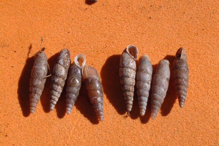 Dilataria boettgeriana